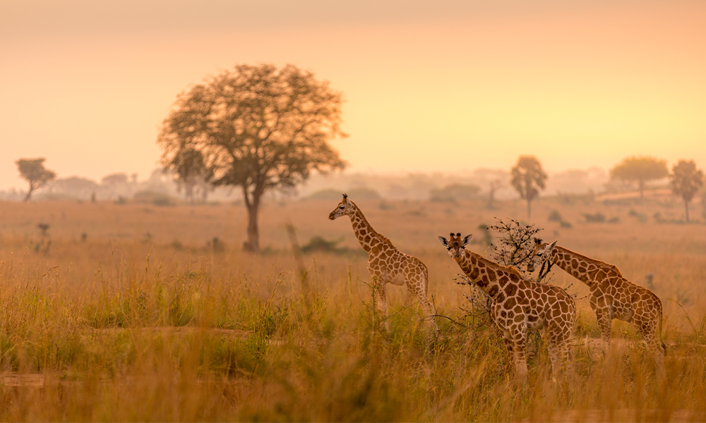 Safaris en África, Kenia y Tanzania, y playas de Zanzíbar Océano Índico