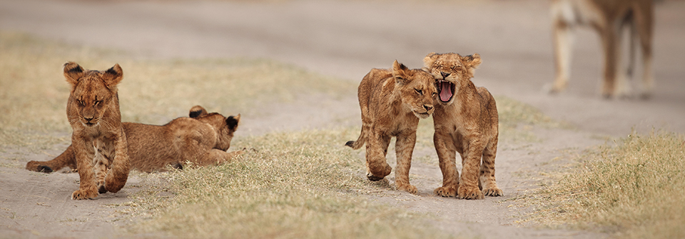 Viaje en grupo por Sudáfrica, Zimbabue y Botsuana desde Uruguay y Argentina. Visitamos Cataratas Victoria, Victoria Falls, Parque Nacional Kruger, Chobe y Delta del Okavango, Ciudad del Cabo, Montaña de Mesa, Pingüinos y mucho más