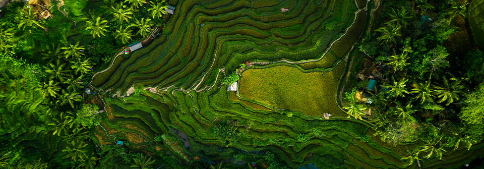 Descubre la Magia de Indonesia, Malasia y Singapur: Un Viaje Inolvidable por el Sudeste Asiático Sumérgete en la cultura, la naturaleza y las maravillas urbanas de estos exóticos destinos. Explora templos ancestrales, relájate en playas paradisíacas y maravíllate con la arquitectura moderna.